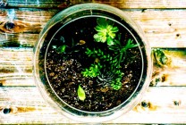 Jardinería para novatos en tarros de cristal